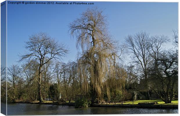 Weeping willow on the Thames Canvas Print by Gordon Dimmer