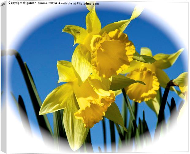 Daffodils in the Hampshire Spring Canvas Print by Gordon Dimmer