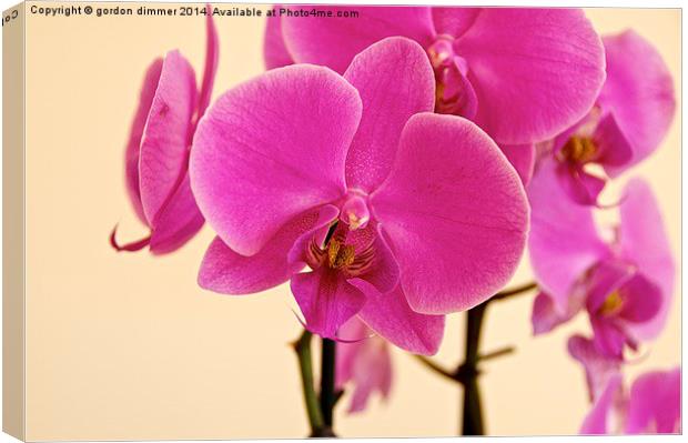Beautiful Pink Orchid Canvas Print by Gordon Dimmer