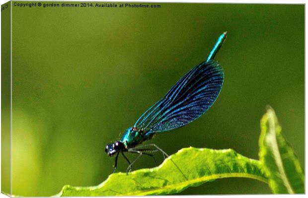 Damson Fly near Riberac France Canvas Print by Gordon Dimmer