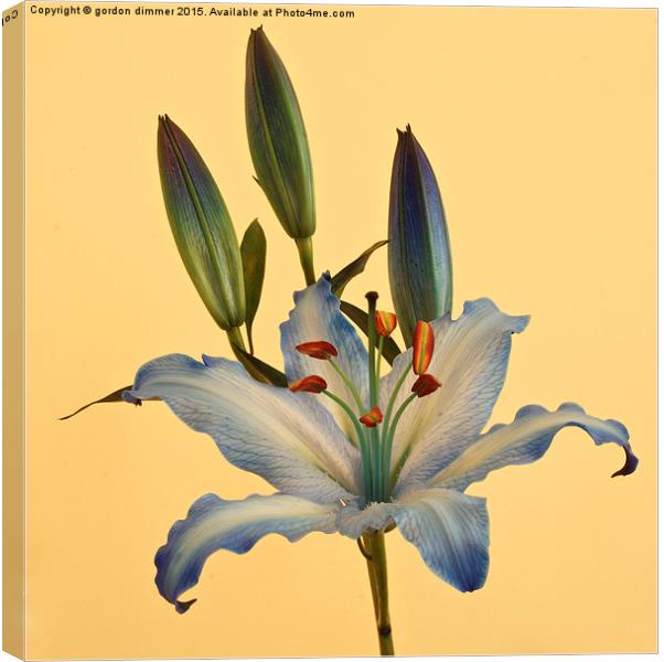 Photograph of a beautiful Blue Lily Canvas Print by Gordon Dimmer