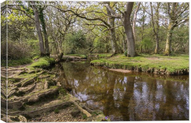 Mill lawn Brook near Puttles Bridge in the New For Canvas Print by Gordon Dimmer