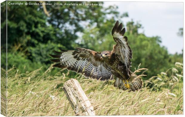 Buzzard Landing Canvas Print by Gordon Dimmer