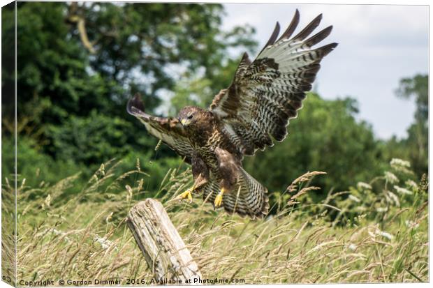 Touchdown! Well Almost! Buzzard Landing Canvas Print by Gordon Dimmer