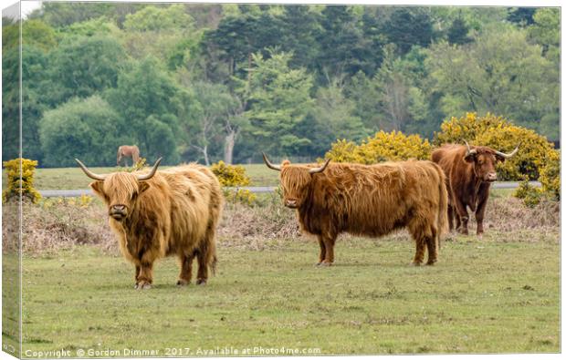 A Trio of Highland Cattle in the New Forest Canvas Print by Gordon Dimmer