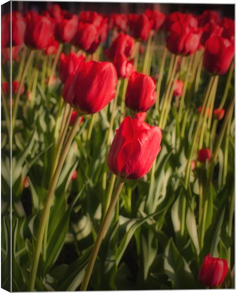 Tulips in Spring Canvas Print by Paul Brewer