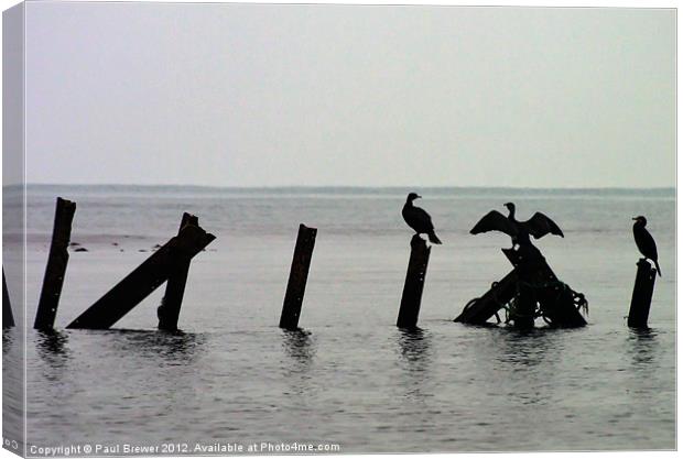 Cormorants taking a break Canvas Print by Paul Brewer