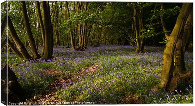 Bluebells at the Scrubs near Southend on Sea Canvas Print by Paul Brewer