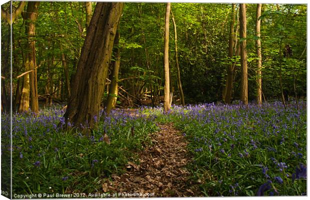 Bluebells at the Scrubs near Southend on Sea Canvas Print by Paul Brewer