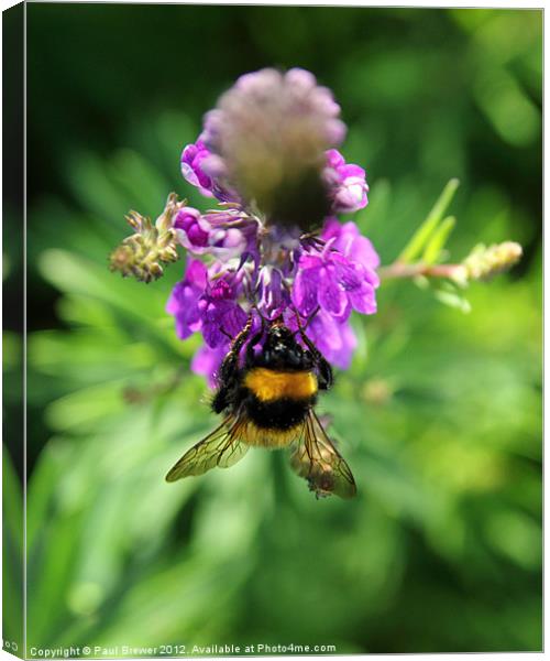 Buzzy Bee Canvas Print by Paul Brewer