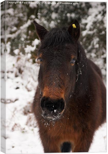 Pony in the snow Canvas Print by Paul Brewer