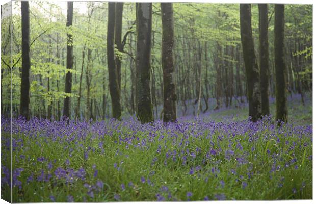 Bluebells in Hooke Woods Canvas Print by Paul Brewer