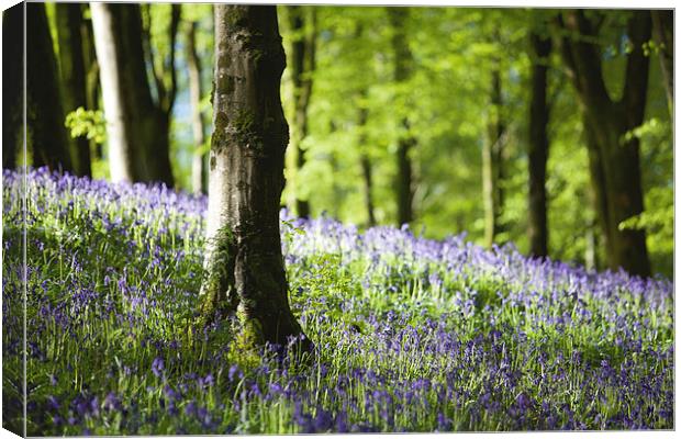 Bluebells in Hooke Woods Canvas Print by Paul Brewer