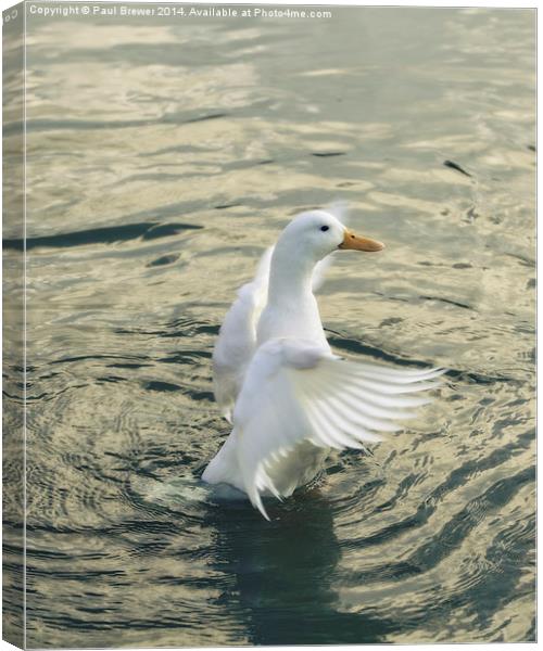 White Duck Canvas Print by Paul Brewer