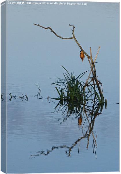 Kingfisher Dives in Canvas Print by Paul Brewer