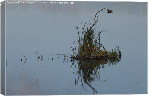 Kingfisher Canvas Print by Paul Brewer