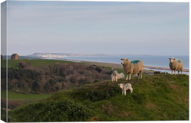  Sheep at the top of Abbotsbury Hill Canvas Print by Paul Brewer