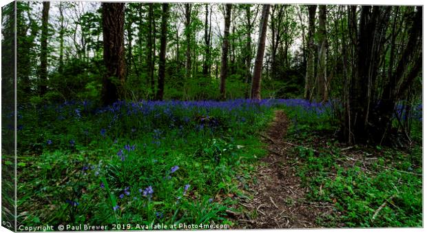 Bluebells in Milton Abbas Woods Canvas Print by Paul Brewer