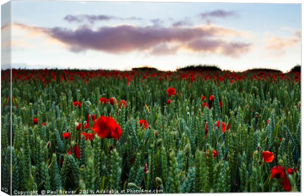 Field of Poppies near Dorchester Canvas Print by Paul Brewer