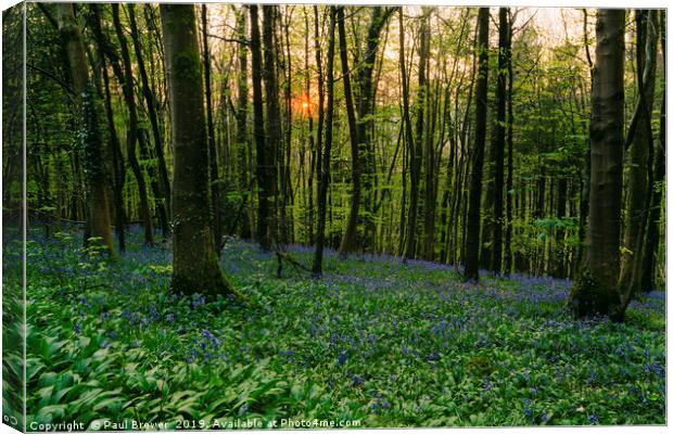 Sunset with Bluebells at Milton Abbas Woods Canvas Print by Paul Brewer