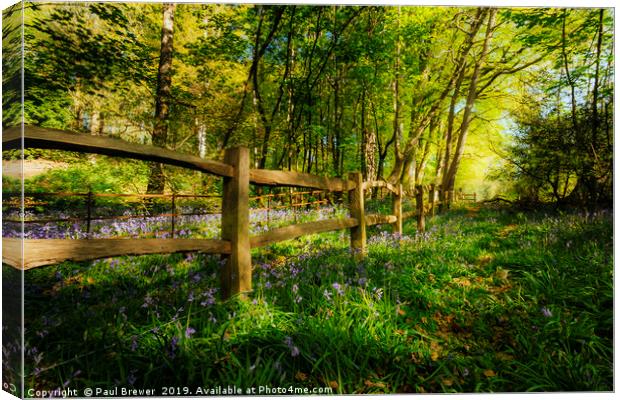 Bluebells in Thorncombe Woods Canvas Print by Paul Brewer