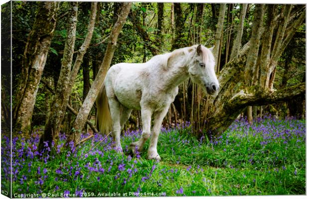 Thorncombe Woods Pony Canvas Print by Paul Brewer