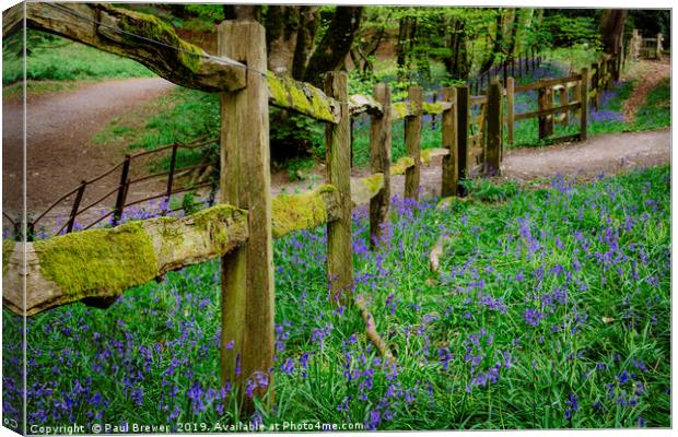 Bluebells in Thorncombe Woods traditional fence Canvas Print by Paul Brewer