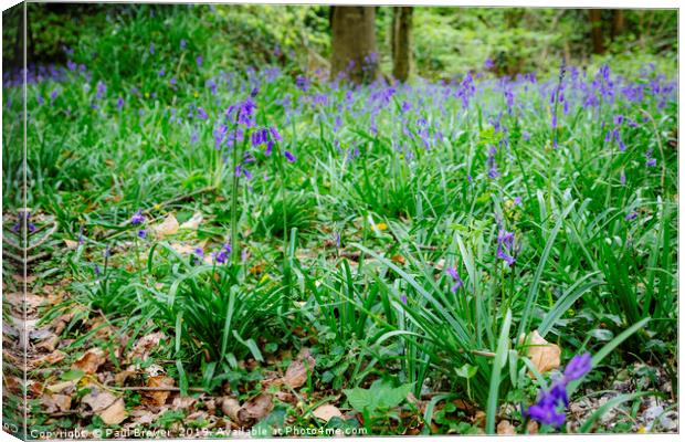 Bluebells in Thorncombe Woods Canvas Print by Paul Brewer