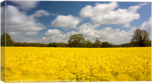 Oil Seed Rape field near to Dorchester Canvas Print by Paul Brewer