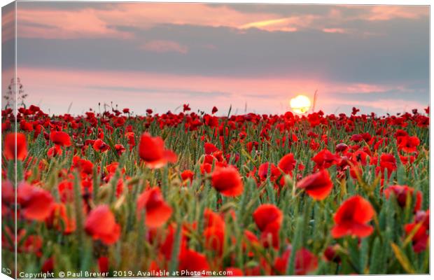 Poppies, Sunset, Dorset Canvas Print by Paul Brewer
