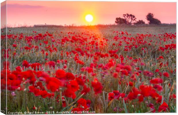 Sunrise over a sea of Poppies  Canvas Print by Paul Brewer