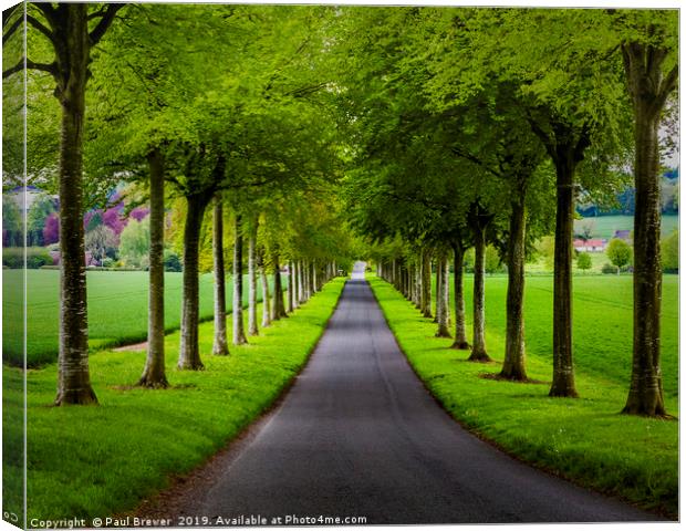 Avenue of Trees ar More Crichel Canvas Print by Paul Brewer