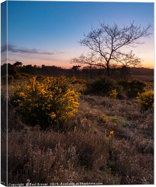 Tree in Isolation at Sunset Canvas Print by Paul Brewer