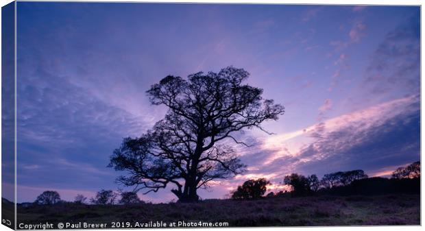 Purple Skies Canvas Print by Paul Brewer