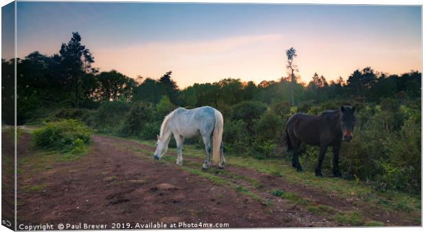 Ponnies on Eggardon Heath  Canvas Print by Paul Brewer