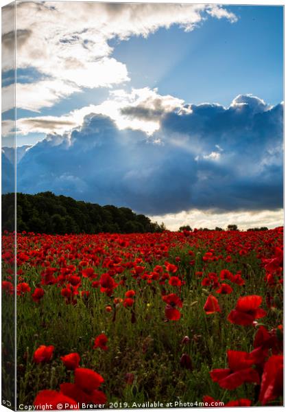 Sea of Poppies  Canvas Print by Paul Brewer
