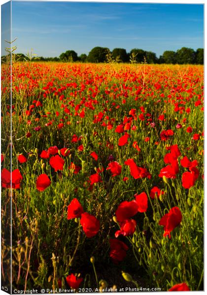 Poppies  Canvas Print by Paul Brewer