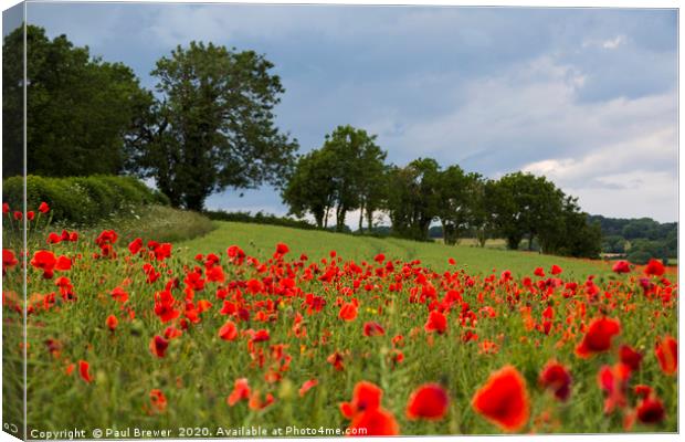 Poppies near Dorchester in June Canvas Print by Paul Brewer