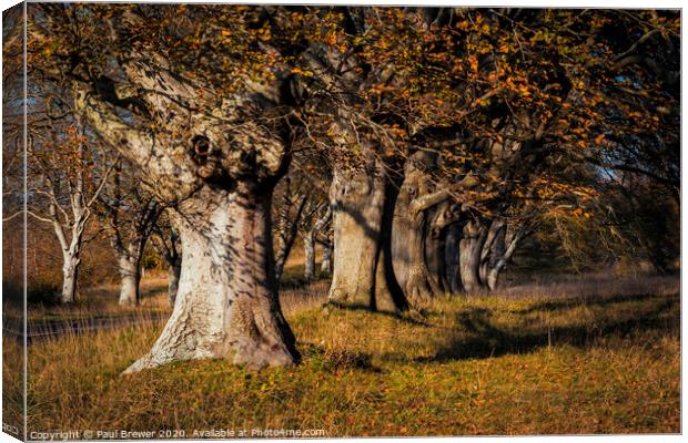 Beech Trees Canvas Print by Paul Brewer