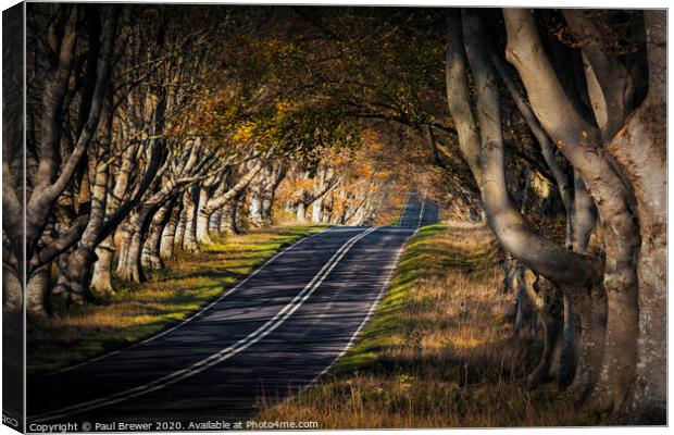 Beech Avenue Canvas Print by Paul Brewer