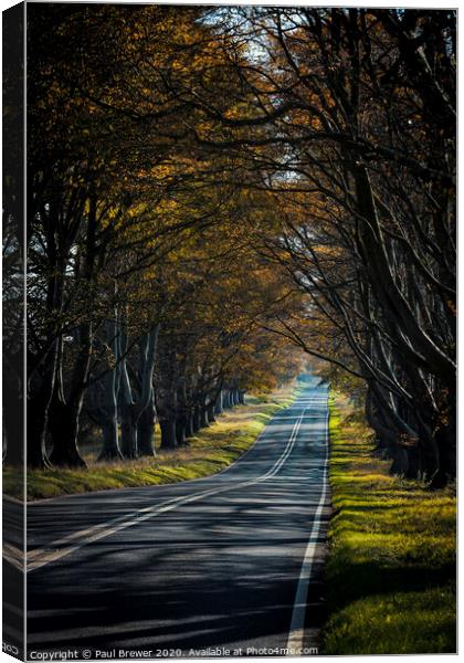 Beech Avenue Canvas Print by Paul Brewer