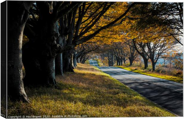 Beech Avenue Canvas Print by Paul Brewer