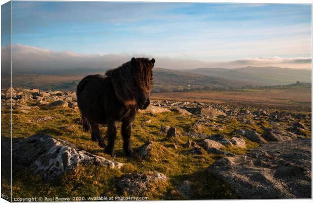 King of Dartmoor Canvas Print by Paul Brewer