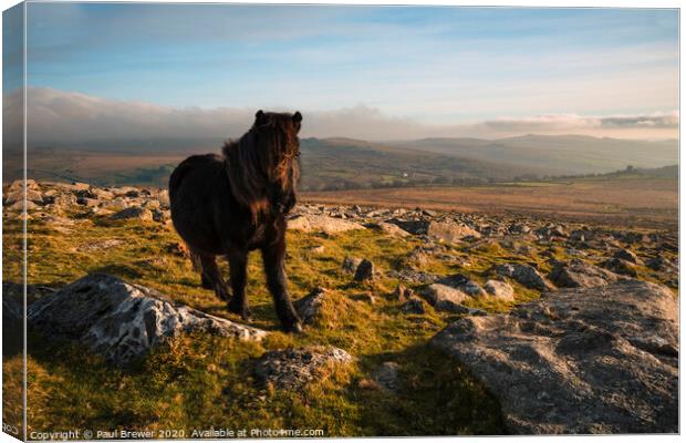 Dartmoor Pony on a winters day Canvas Print by Paul Brewer