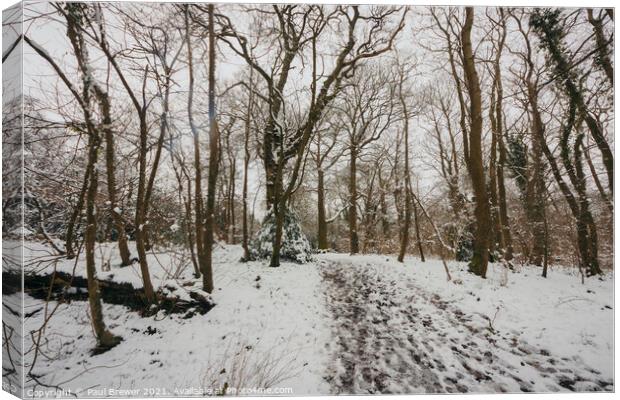 Thorncombe Woods in Winter Canvas Print by Paul Brewer