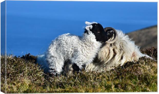 Baby lamb Canvas Print by barbara walsh