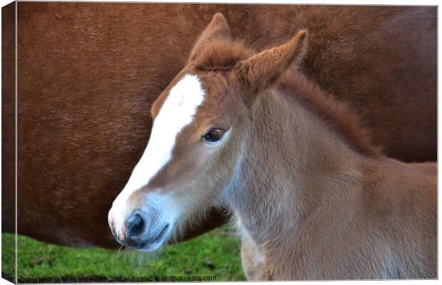 Young foal Canvas Print by barbara walsh