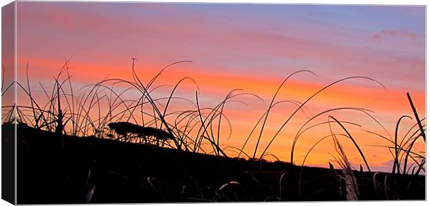 Morning Sky Canvas Print by barbara walsh