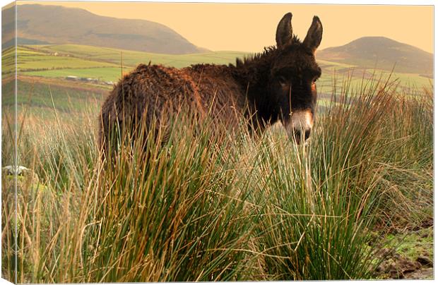 Donkey in the Field Canvas Print by barbara walsh