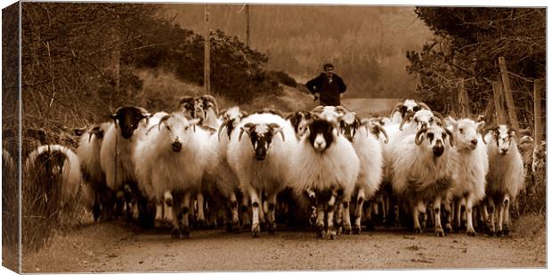 Irish sheep Canvas Print by barbara walsh